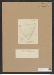Diatomeae indet. Zeichnungen Sammlung Grunow Nr. 7541 (NHMW-BOT-W0376684)